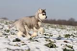 SIBERIAN HUSKY 238